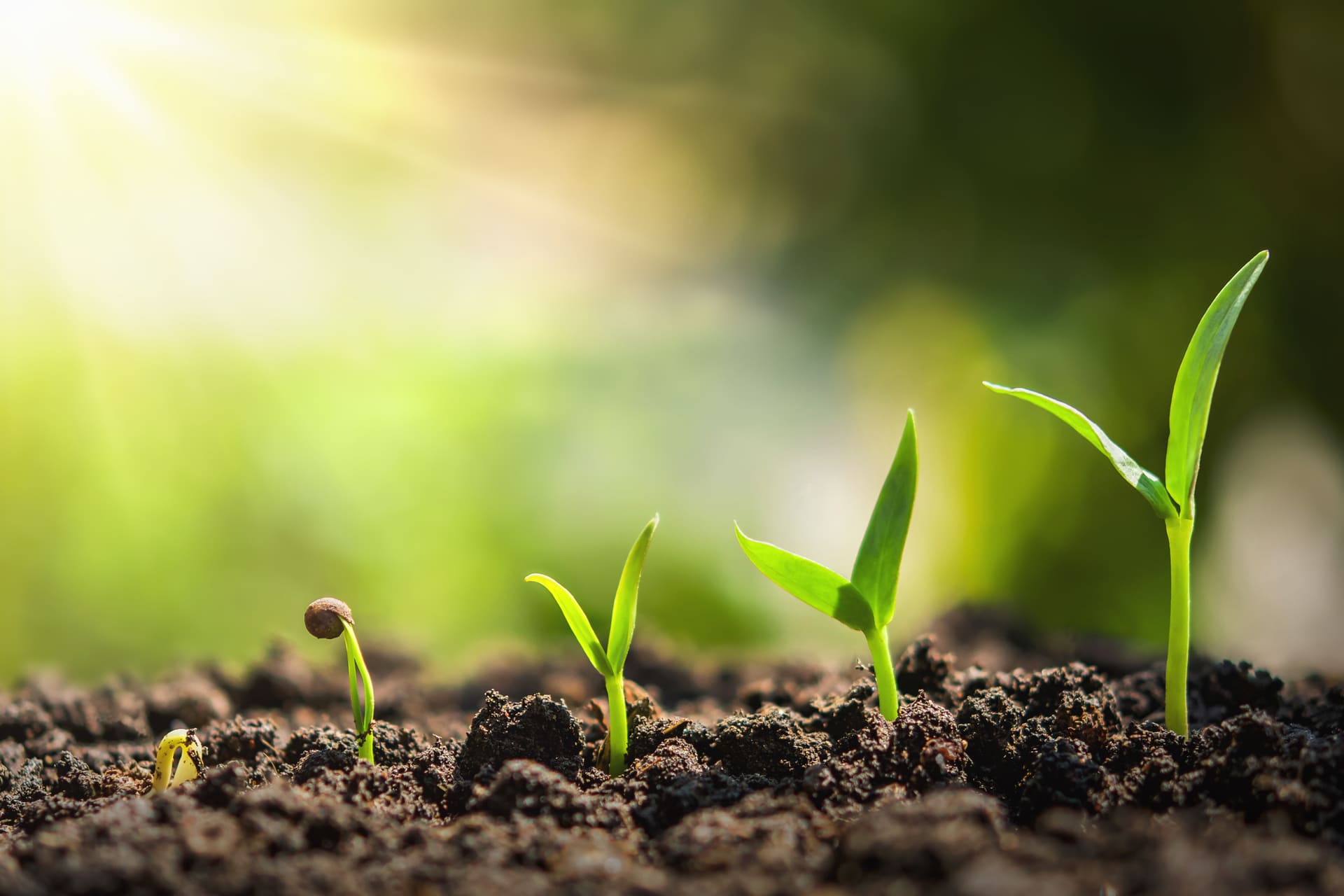 Understanding The Different Stages Of Plant Growth Lumen King Top 